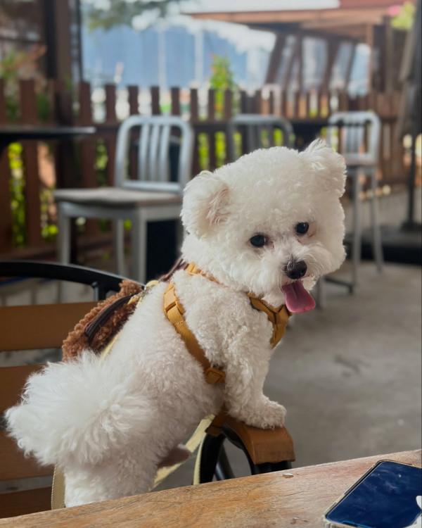 狗隻入食肆懶人包︱5.8起法例生效 3類食肆仍禁入＋狗主必讀3大守則（附寵物友善餐廳推介）