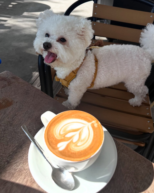 狗隻入食肆懶人包︱5.8起法例生效 3類食肆仍禁入＋狗主必讀3大守則（附寵物友善餐廳推介）