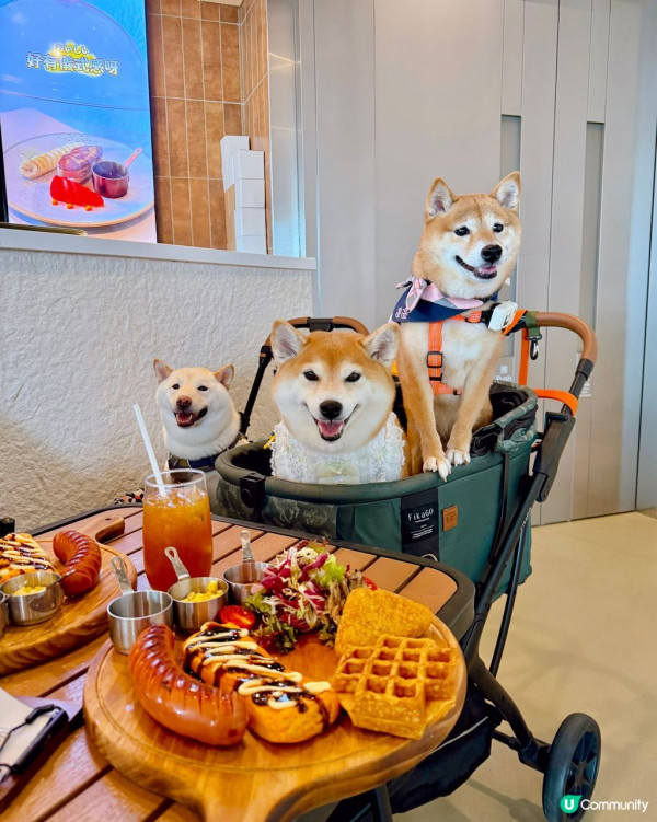 寵物友善餐廳推介｜嚴選15間pet friendly餐廳 &nbsp;室內商場／坐得耐cafe／打邊爐／飲茶酒樓
