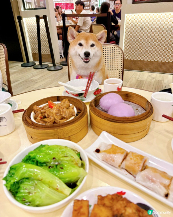 寵物友善餐廳推介｜嚴選15間pet friendly餐廳 &nbsp;室內商場／坐得耐cafe／打邊爐／飲茶酒樓