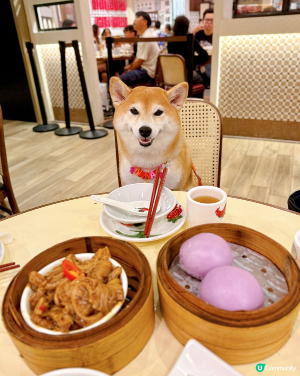 狗隻入食肆懶人包︱5.8起法例生效 3類食肆仍禁入＋狗主必讀3大守則（附寵物友善餐廳推介）