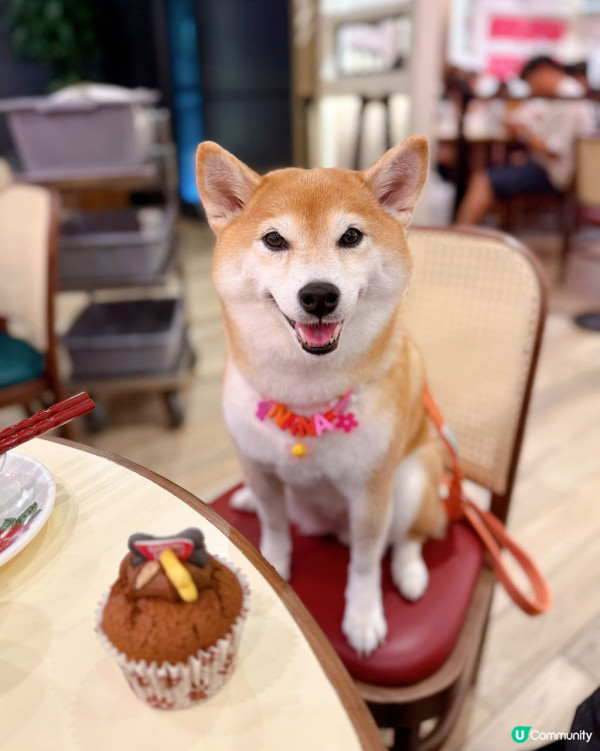 狗隻入食肆懶人包︱5.8起法例生效 3類食肆仍禁入＋狗主必讀3大守則（附寵物友善餐廳推介）