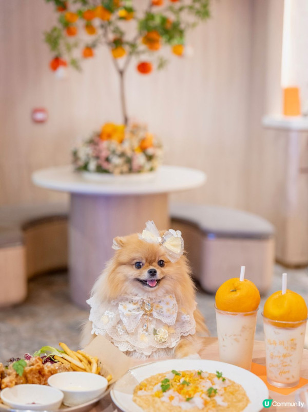 狗隻入食肆懶人包︱5.8起法例生效 3類食肆仍禁入＋狗主必讀3大守則（附寵物友善餐廳推介）