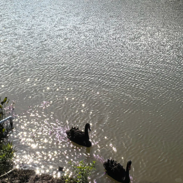 深圳鹽田恩上濕地公園(圖:小紅書) 深圳鹽田恩上濕地公園(圖:小紅書)