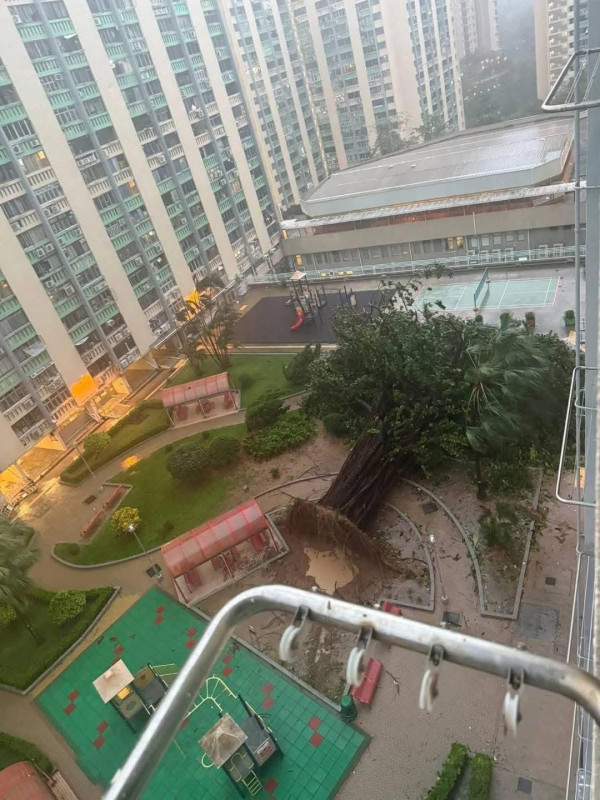 打風｜汀九四猛男風雨中漫步 造型出位超吸睛 網民齊估玩水定焗完桑拿
