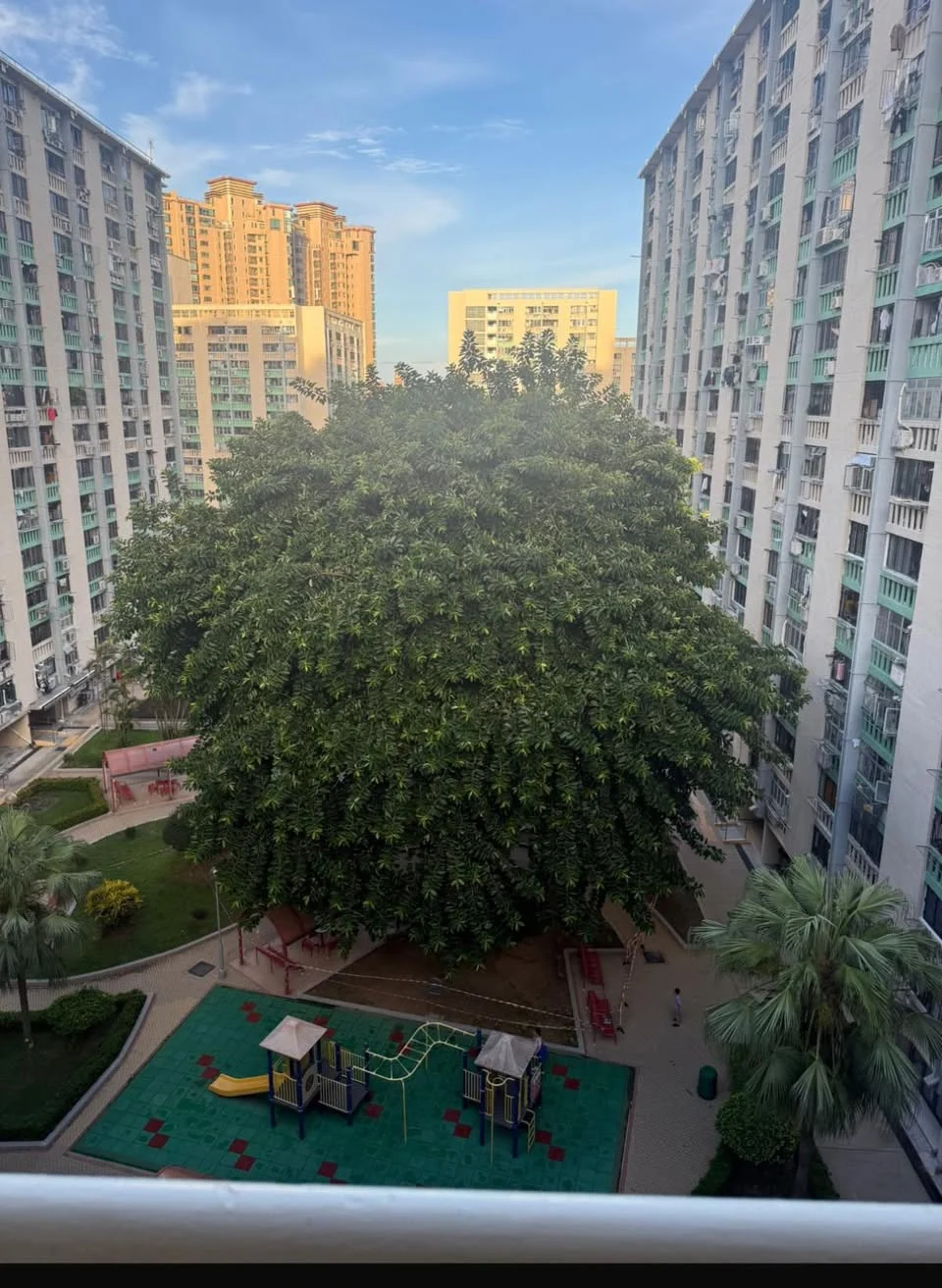 打風｜愛民邨巨樹不敵十號風球倒塌 逾50年樹齡 網民感可惜：啲根淺到…