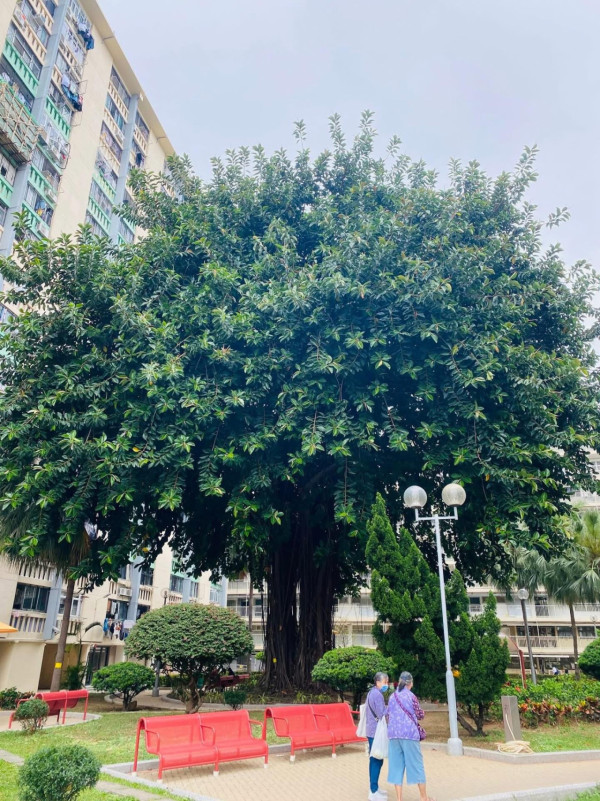 打風｜愛民邨巨樹不敵十號風球倒塌 逾50年樹齡 網民感可惜：啲根淺到…