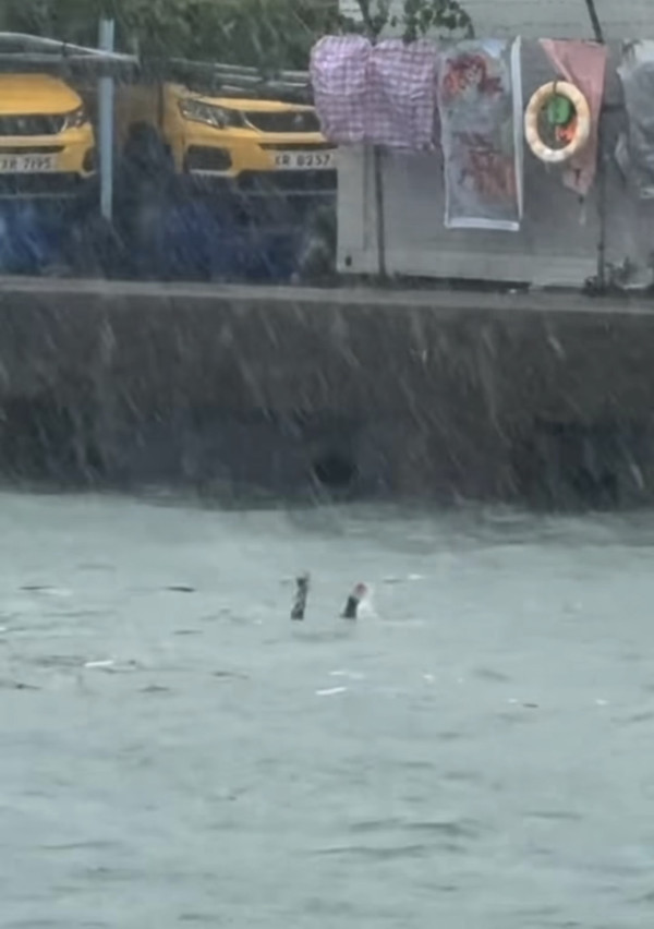 真風雨不改 無懼10號風球繼續游水 網民懷疑可能在求救？