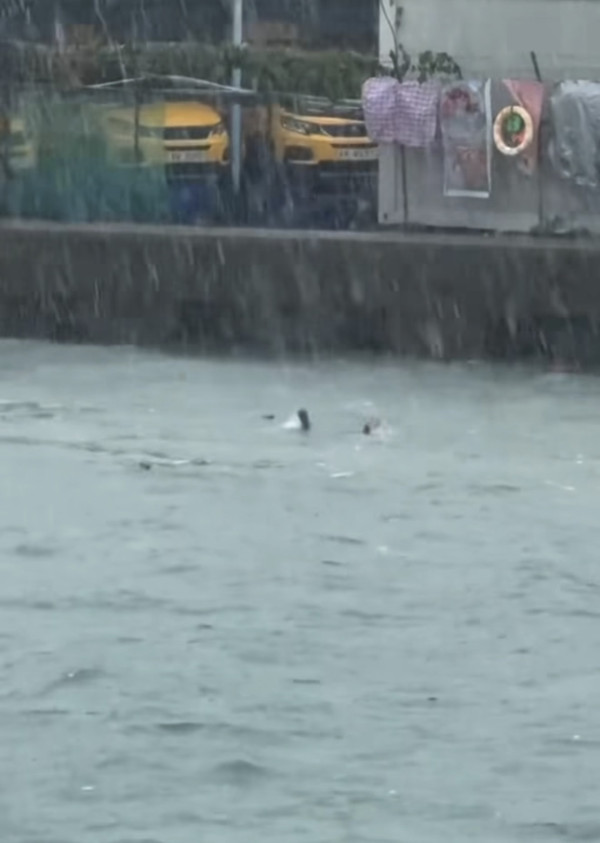 真風雨不改 無懼10號風球繼續游水 網民懷疑可能在求救？