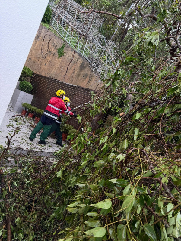 颱風樺加沙｜汪明荃西貢獨立屋巨樹倒塌橫插花園 完全封閉出入口與世隔絕