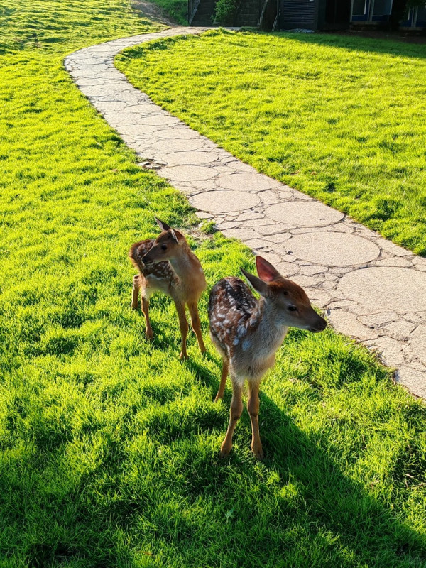 媲美釜山!深圳雲海山莊「膠囊火車」爆紅!把握最佳打卡時間位置