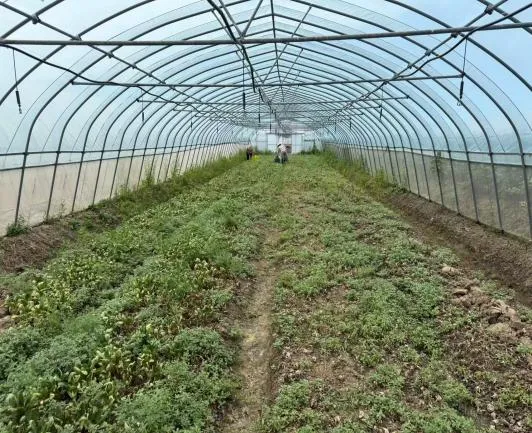  洗米水洗菜更乾淨？上海消保委實測咁做效果更好！專家教正確去除殘留農藥方法