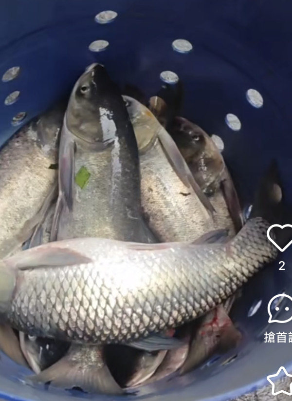 颱風樺加沙橫掃澳門海水倒灌街道變池塘  居民徒手捉大魚