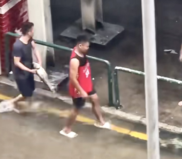 颱風樺加沙橫掃澳門海水倒灌街道變池塘  居民徒手捉大魚