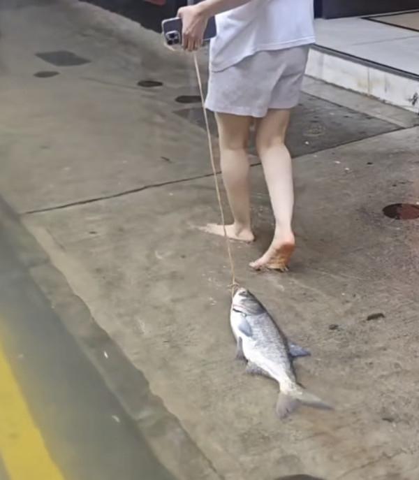 颱風樺加沙橫掃澳門海水倒灌街道變池塘  居民徒手捉大魚