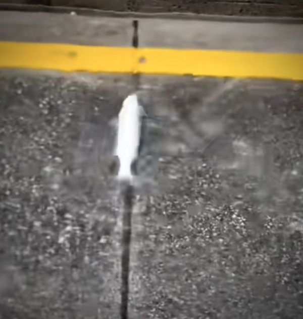 颱風樺加沙橫掃澳門海水倒灌街道變池塘  居民徒手捉大魚