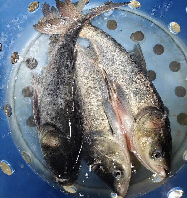 颱風樺加沙橫掃澳門海水倒灌街道變池塘  居民徒手捉大魚