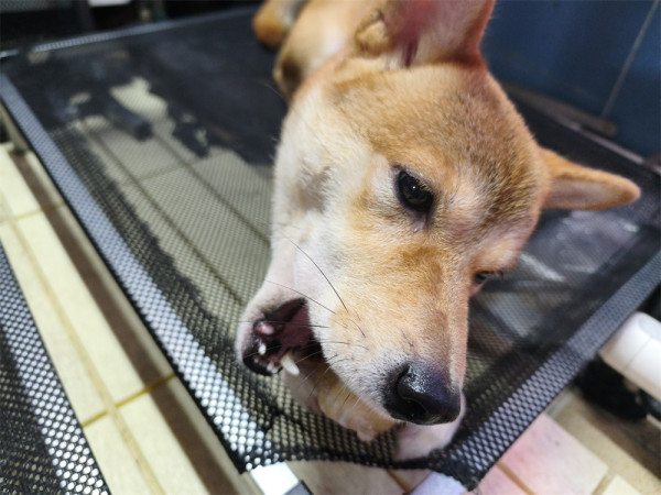 小米 15T Pro 開箱實測  Leica 5倍遠攝+5,500mAh 大電性價比高