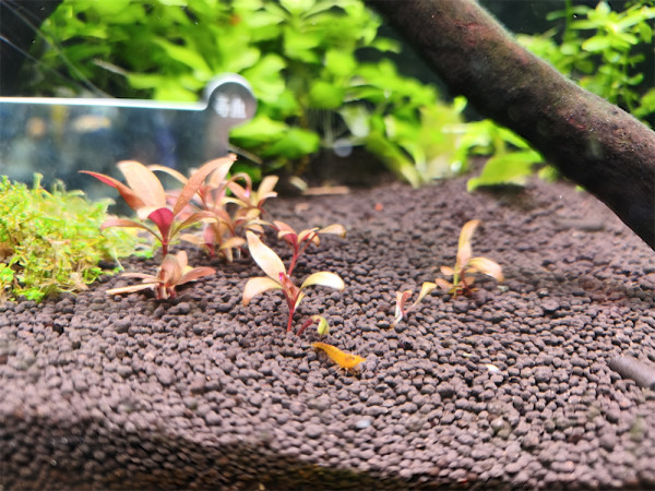 小米 15T Pro 開箱實測  Leica 5倍遠攝+5,500mAh 大電性價比高