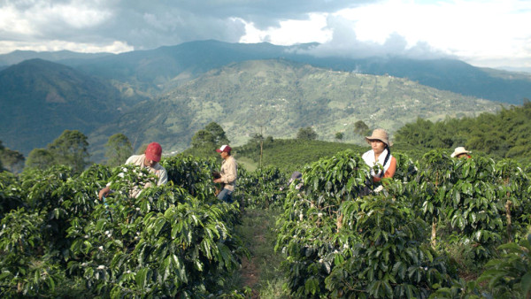 McCafé咖啡世一　親民價錢、極致享受