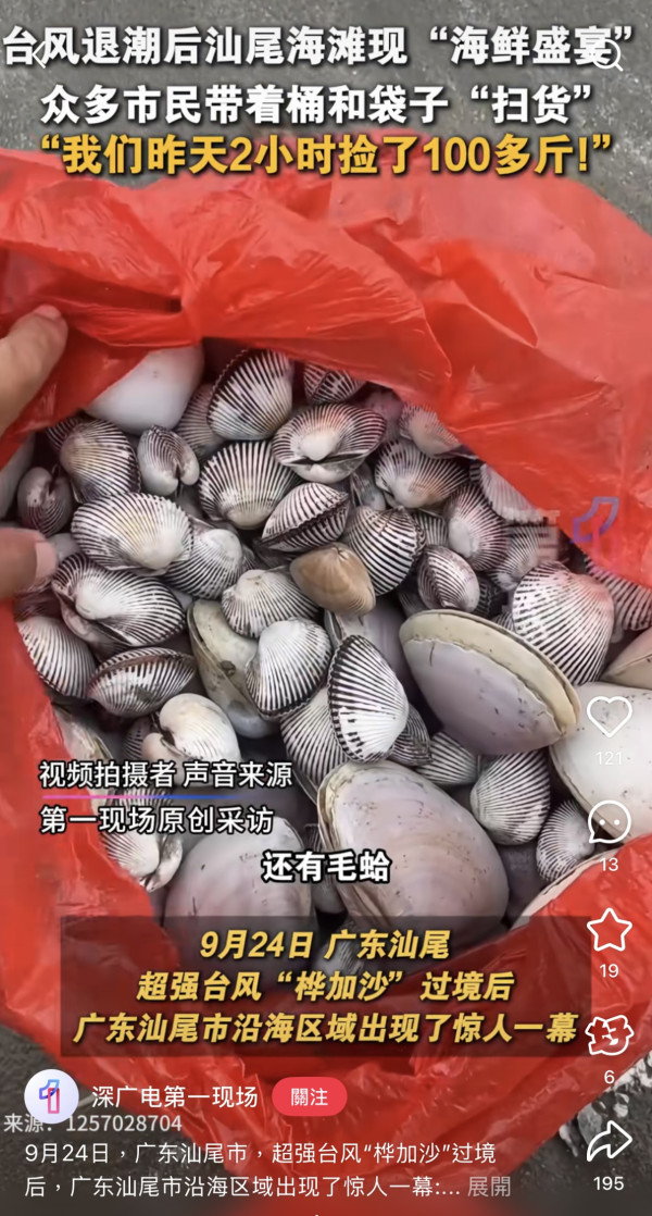 颱風樺加沙過境汕尾海灘驚現海鮮山！居民2小時狂撿百斤！官方急籲千萬別吃（圖片︰小紅書）