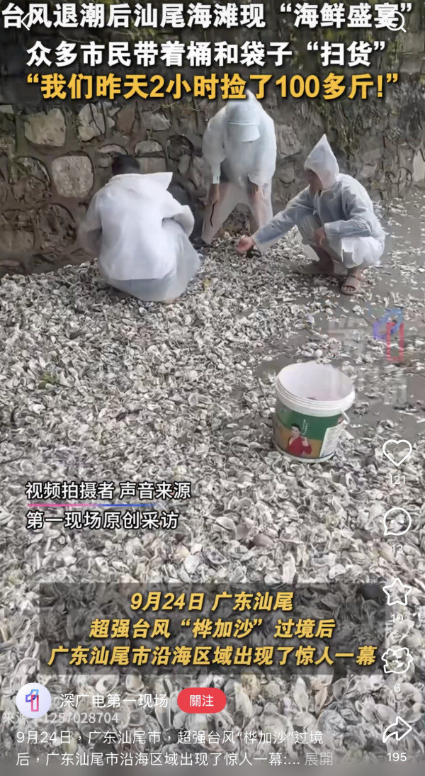颱風樺加沙過境汕尾海灘驚現海鮮山！居民2小時狂撿百斤！官方急籲千萬別吃（圖片︰小紅書）