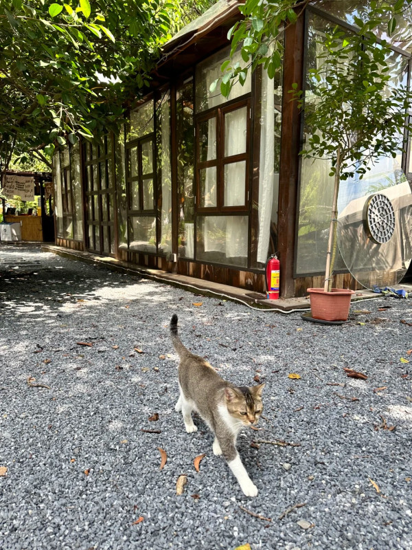 深圳寶安區東籬小院茶室(圖片:小紅書)