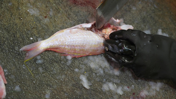 黃翠如街市賣魚難忘童年家境清貧父親默默付出 哽咽：「養活我哋一家係賣咗幾多條魚」