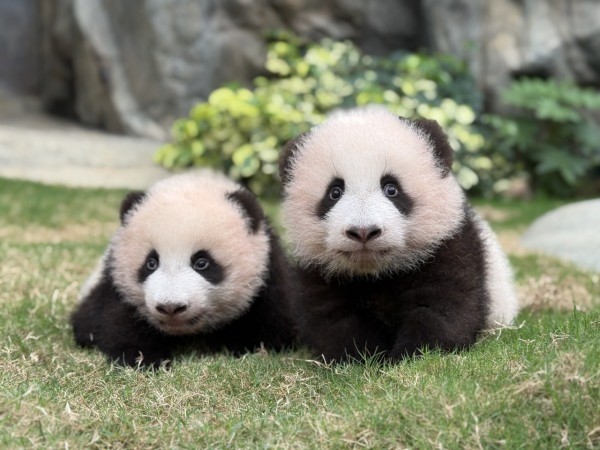 海洋公園水上樂園門票$92起！一家四口家庭套票低至$332！