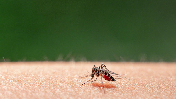 國慶北上小心!廣東1周增3千宗基孔肯雅熱 江門疫情爆發警告長假期風險高