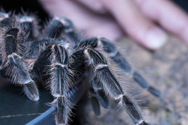 進階防水睡眠運動分析 實試 RingConn Gen 2 AIR 智能戒指 1點比上代優勝？