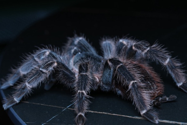 感受微距生態攝影魅力 實試Sony FE 100mm F2.8 Marco GM OSS 防震畫質大提升