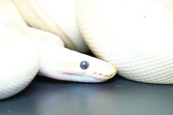 進階防水睡眠運動分析 實試 RingConn Gen 2 AIR 智能戒指 1點比上代優勝？