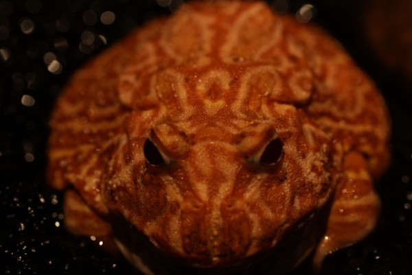 進階防水睡眠運動分析 實試 RingConn Gen 2 AIR 智能戒指 1點比上代優勝？