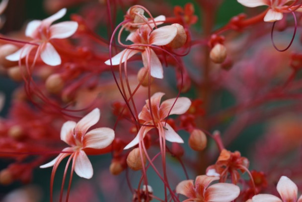 感受微距生態攝影魅力 實試Sony FE 100mm F2.8 Marco GM OSS 防震畫質大提升