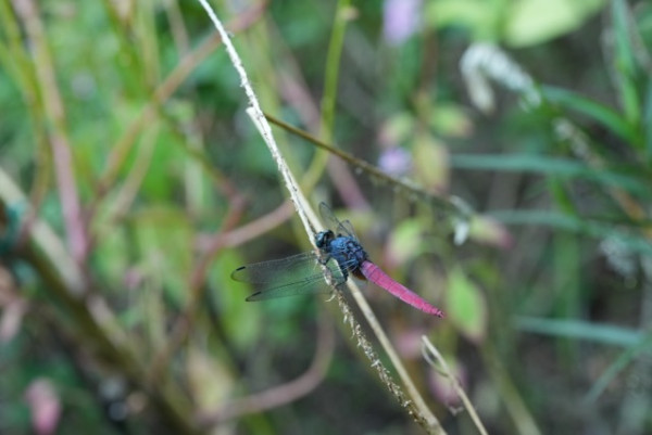 感受微距生態攝影魅力 實試Sony FE 100mm F2.8 Marco GM OSS 防震畫質大提升