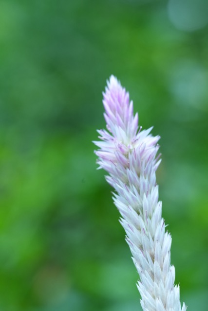 感受微距生態攝影魅力 實試Sony FE 100mm F2.8 Marco GM OSS 防震畫質大提升