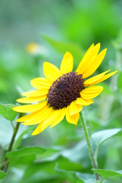 感受微距生態攝影魅力 實試Sony FE 100mm F2.8 Marco GM OSS 防震畫質大提升