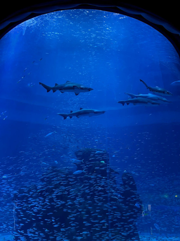 深圳鹽田小梅沙海洋世界︰套票划算!逾200海洋生物室內涼爽親子情侶必去