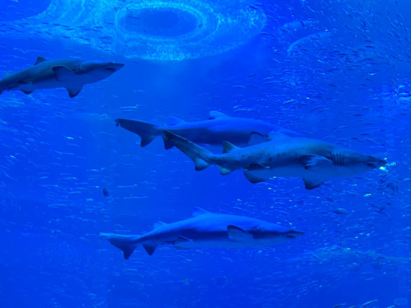 深圳鹽田小梅沙海洋世界︰套票划算!逾200海洋生物室內涼爽親子情侶必去