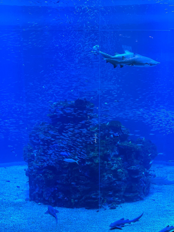 深圳鹽田小梅沙海洋世界︰套票划算!逾200海洋生物室內涼爽親子情侶必去