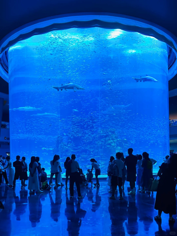 深圳鹽田小梅沙海洋世界︰套票划算!逾200海洋生物室內涼爽親子情侶必去