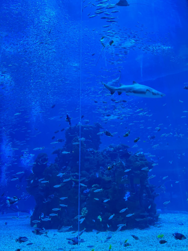 深圳鹽田小梅沙海洋世界︰套票划算!逾200海洋生物室內涼爽親子情侶必去