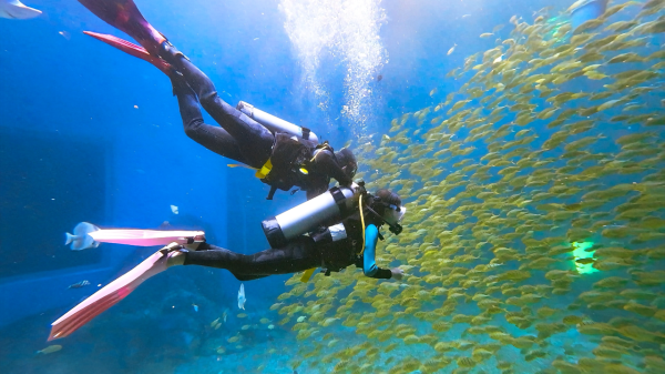 深圳鹽田小梅沙海洋世界︰套票划算!逾200海洋生物室內涼爽親子情侶必去