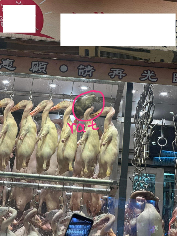燒臘店驚現健身老鼠爬燒鴨！留言：肌肉勁過我啲貓／食客餐廳見到老鼠應該點做？