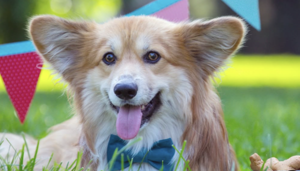 一文睇晒年末西九文化區活動!Jazz Fest/古埃及展/趙無極版畫展/Doggo Fest/M+夜不同