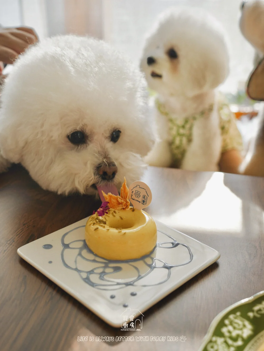 Doggo Fest 2025｜全港最大型狗狗嘉年華11月登陸西九！7千呎玩樂園/音樂表演/美食攤位