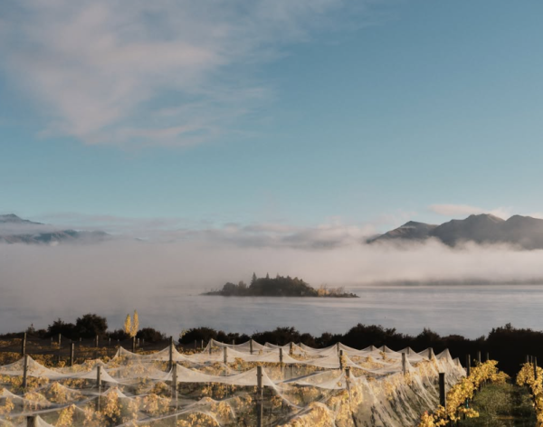 (圖片:IG@ripponvineyard)