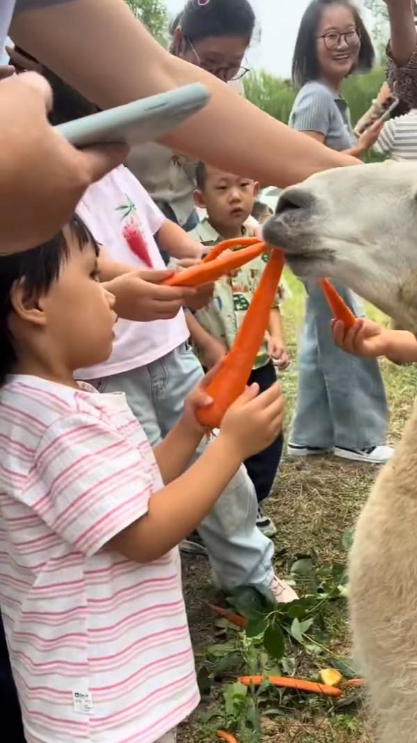 內地客遊動物園行為失控 草泥馬鼻孔被硬塞胡蘿蔔倒地翻白眼