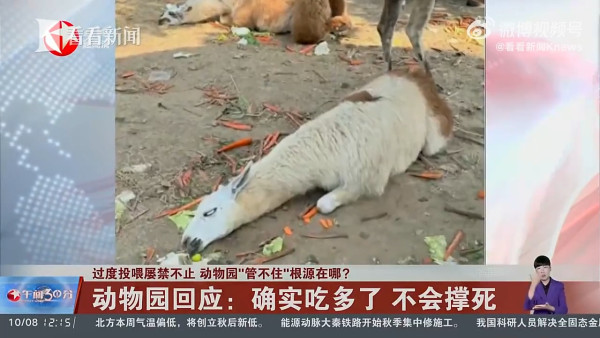 內地客遊動物園行為失控 草泥馬鼻孔被硬塞胡蘿蔔倒地翻白眼